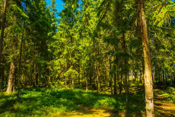 Paisaje en un bosque de pinos cerca del Golfo de Finlandia. San Petersburgo, Rusia . — Foto de Stock