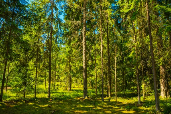 Paisaje en un bosque de pinos cerca del Golfo de Finlandia. San Petersburgo, Rusia . — Foto de Stock