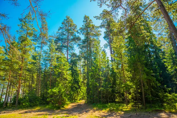 Landschap in een dennenbos nabij de Finse Golf. Sint-Petersburg, Rusland. — Stockfoto