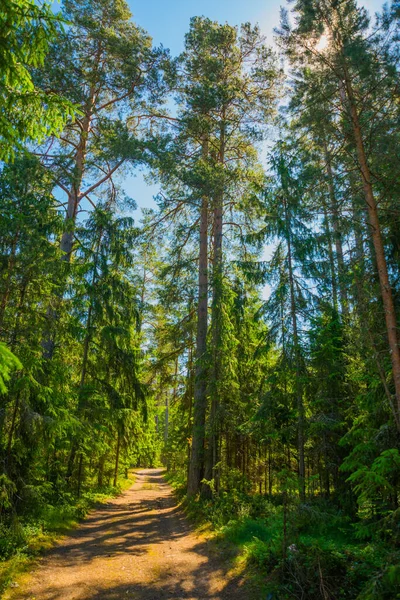 Τοπίο σε πευκοδάσος κοντά στον Κόλπο της Φινλανδίας. Αγία Πετρούπολη, Ρωσία. — Φωτογραφία Αρχείου