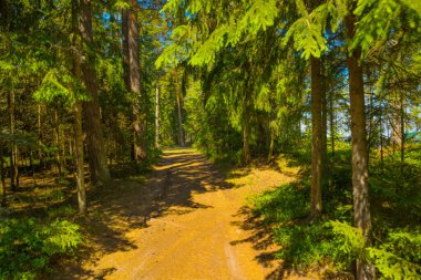 Finlandiya Körfezi yakınlarındaki bir çam ormanının manzarası. Saint Petersburg, Rusya.