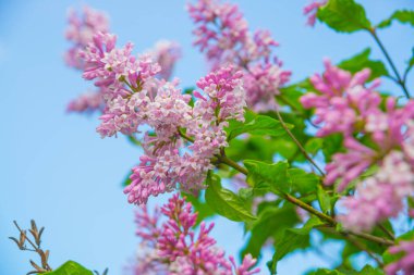 Bahar leylağı çiçekli dal. Rusya