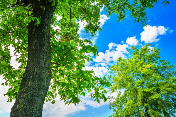 Τοπίο Πάρκο Πράσινα Φύλλα Και Γαλάζιο Ουρανό Λευκά Σύννεφα Καλοκαίρι — Φωτογραφία Αρχείου