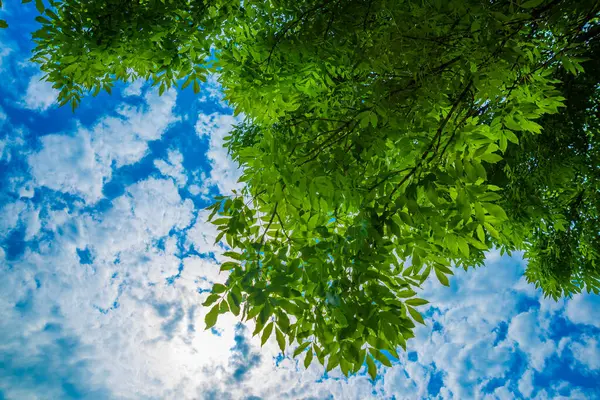 Τοπίο Πάρκο Πράσινα Φύλλα Και Γαλάζιο Ουρανό Λευκά Σύννεφα Καλοκαίρι — Φωτογραφία Αρχείου