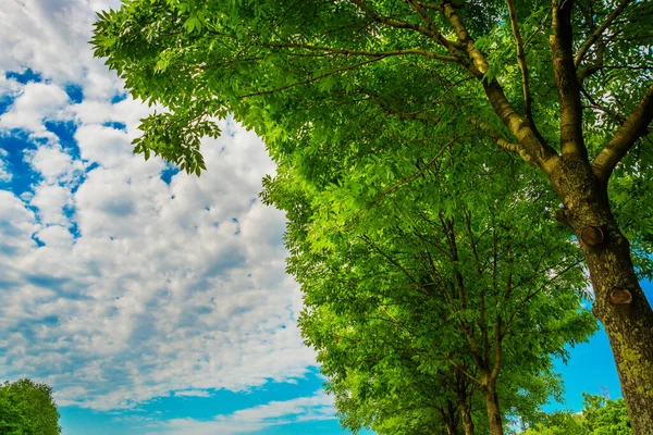 Paisaje Con Parque Con Hojas Verdes Cielo Azul Con Nubes — Foto de Stock