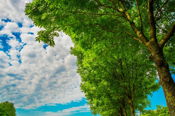 有绿叶的公园和夏天白云的蓝天的景观 俄罗斯圣彼得堡 — 图库照片