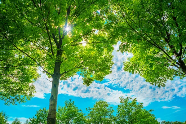 Yeşil Yapraklı Bir Park Yazın Beyaz Bulutlu Mavi Bir Gökyüzü — Stok fotoğraf