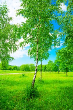 Yeşil yapraklı bir park ve yazın beyaz bulutlu mavi bir gökyüzü. Saint Petersburg, Rusya.
