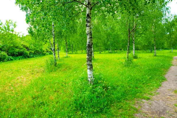 Krajobraz Parkiem Zielonymi Liśćmi Błękitnym Niebem Białymi Chmurami Latem Petersburg — Zdjęcie stockowe