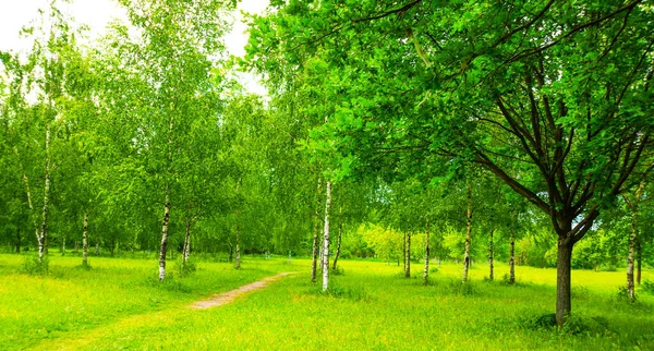 Landschaft Mit Einem Park Mit Grünen Blättern Und Einem Blauen — Stockfoto