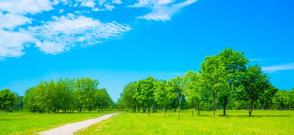 Landschap Met Een Park Met Groene Bladeren Een Blauwe Lucht — Stockfoto