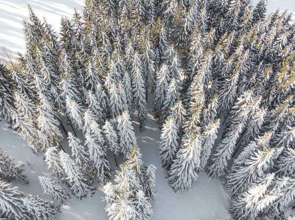 Беспилотник из сосен, покрытых снегом — стоковое фото