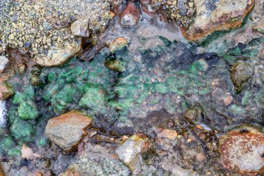 Kamçatka kökenli güzel doğa