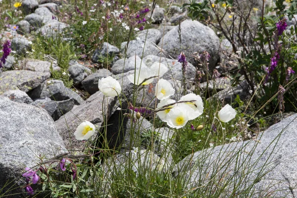 Blossoming white poppy flowers in summer near Beluha mountain, Altai, Russia