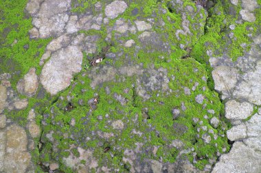 Kalıplı bir taş yüzeyde büyüyen yeşil yosunları kapat.