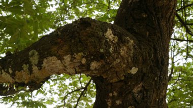 Ağaç kabuğu dokulu ve liken yetişen bir ağaç dalını kapat.