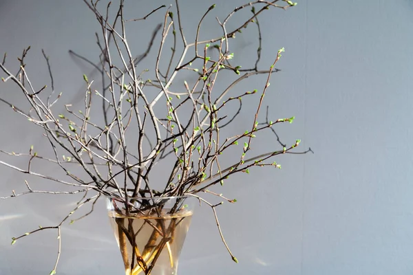 Spring branches with young leafs in a vase