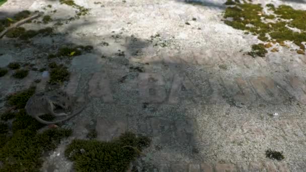 Tote Maus Auf Einem Grabstein — Stockvideo