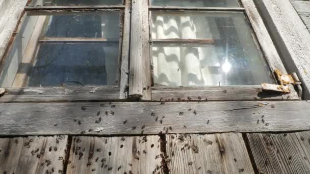 Ameisenhaufen Unter Dem Fenster Eines Verlassenen Bauernhauses — Stockvideo