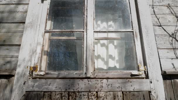 Ameisenhaufen Unter Dem Fenster Eines Verlassenen Bauernhauses — Stockvideo