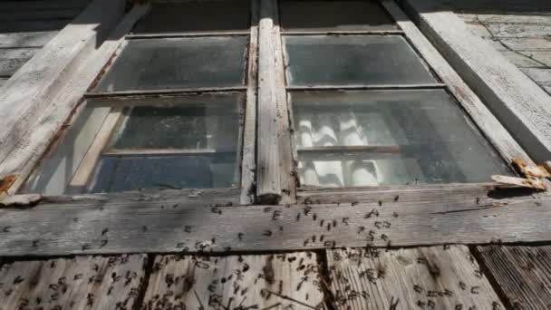 在一座废弃的乡村房屋的窗下堆积如山 — 图库视频影像