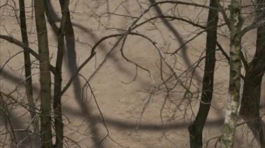 Gölge ve ağaçlar, yukarıdan görüş, zaman geçişi