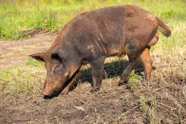 Vahşi bir domuza benzeyen evcil bir domuz bir tarlada kuru ve yeşil çimlerin üzerinde yürüyor.