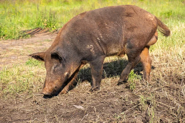 Domestic Pig Looks Wild One Walks Dry Green Grass Field — Stock Photo, Image