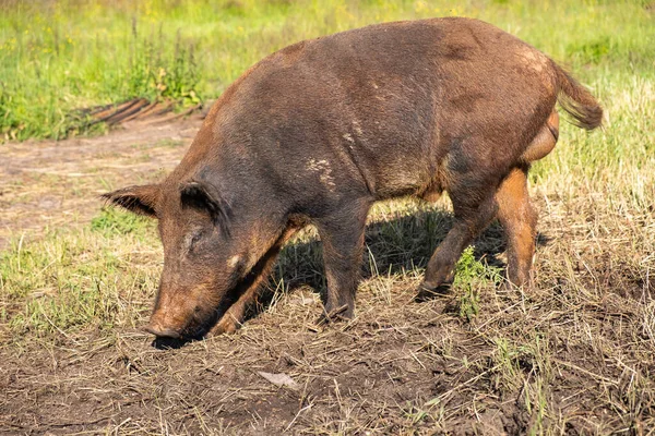 Domestic Pig Looks Wild One Walks Dry Green Grass Field Stock Image