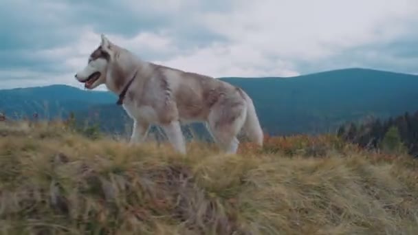 Cute Siberian Husky Carpathian Mountains — Stock Video