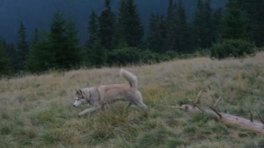 Karpat Dağları'nda şirin Siberian dış yapraklar