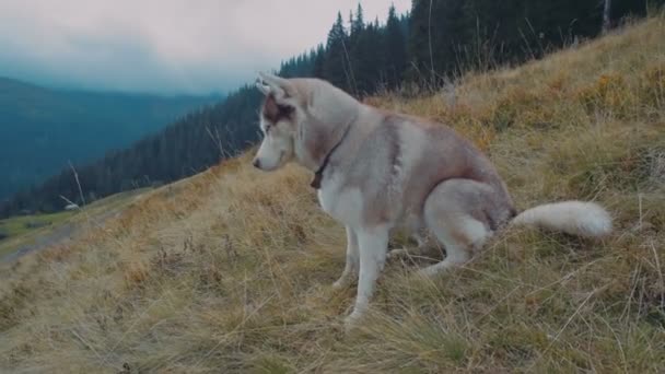 Cute Siberian Husky Carpathian Mountains — Stock Video