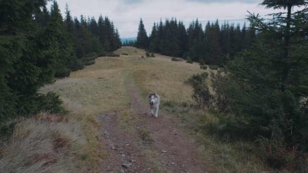 Roztomilý Sibiřský Husky Karpatských Horách — Stock video