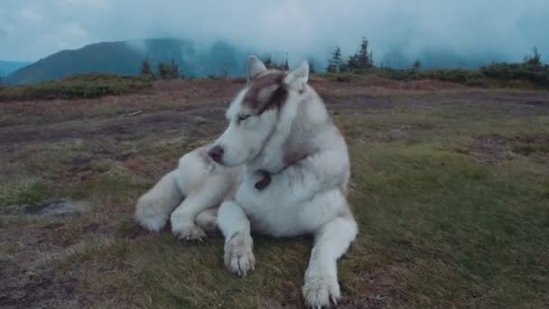 カルパティア山脈でかわいいシベリアン ハスキー — ストック動画