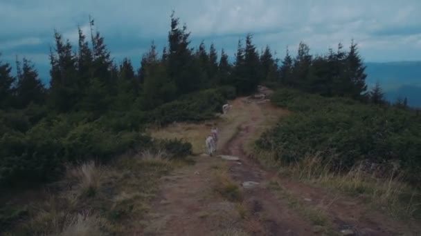 Dois Cães Husky Siberianos Correndo Montanhas — Vídeo de Stock