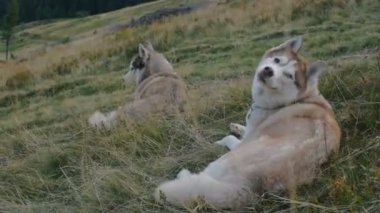 Siberian dış yapraklar köpekler dağlarda