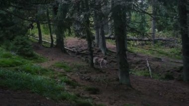 Karpat orman içinde şirin Siberian dış yapraklar