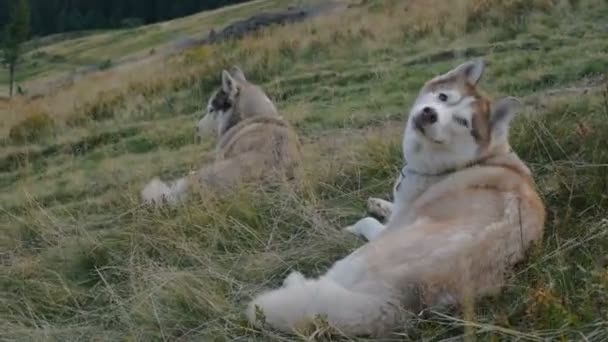Siberian Dış Yapraklar Köpekler Dağlarda — Stok video