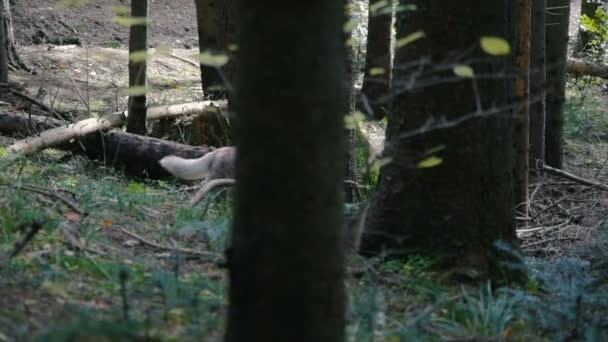 Cute Siberian Husky Carpathian Forest — Stock Video