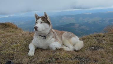 Karpat Dağları'nda şirin Siberian dış yapraklar