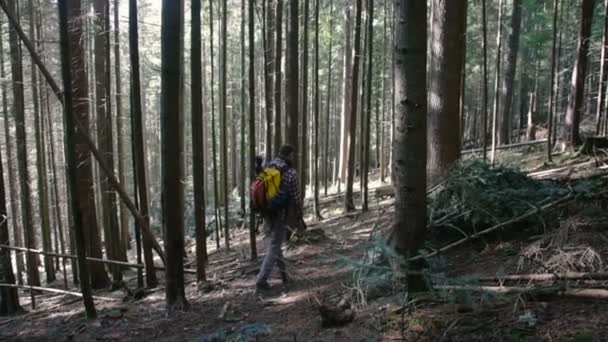 Man Hiking Forest Backpack — Stock Video