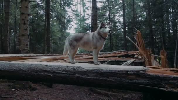 Roztomilý Sibiřský Husky Karpatském Lese — Stock video