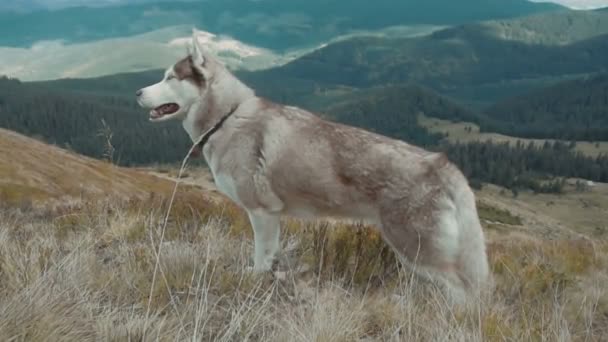 Husky Siberiano Bonito Montanhas Dos Cárpatos — Vídeo de Stock
