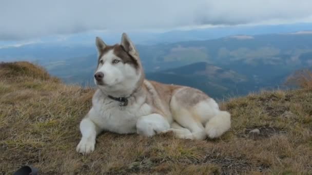 カルパティア山脈でかわいいシベリアン ハスキー — ストック動画