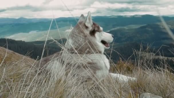 Husky Siberiano Bonito Montanhas Dos Cárpatos — Vídeo de Stock