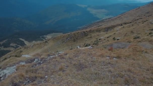 Husky Sibérien Mignon Dans Les Montagnes Des Carpates — Video