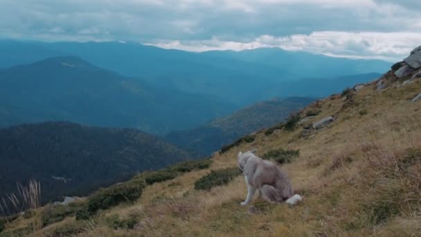 Roztomilý Sibiřský Husky Karpatských Horách — Stock video