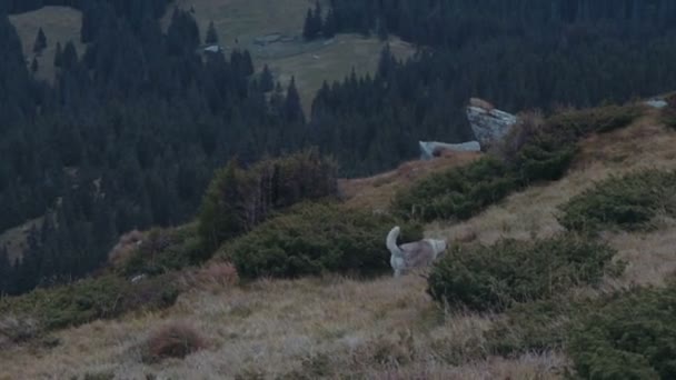 산맥에 귀여운 시베리안 허스키 — 비디오