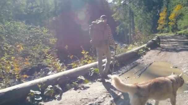 Man Met Rugzak Siberische Husky Hond Wandelen Het Bos — Stockvideo