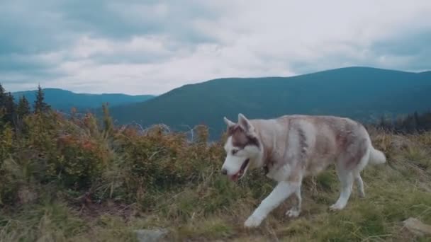 Niedlicher Sibirischer Husky Den Karpaten — Stockvideo